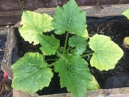 That is not powder mildew or a disease. Courgette Leaves Turning Yellow Bbc Gardeners World Magazine