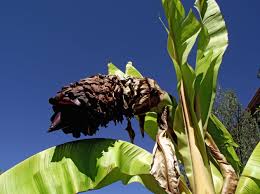 Image result for Ensete ventricosum