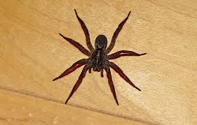 Wolf spiders don't fit the traditional spider archetype. The Wolf Spider Is Autumn S Most Frightening Home Intruder The Washington Post