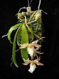 Image result for Aerangis kotschyana