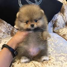 Puppies of german spitz mittel are bred in a variety of colours, especially the colours white, black, brown, orange, creme, wolf sable, black & tan all of the presented puppies german spitz mittel can only be bought at the breeders themselves. Teacup Puppies For Sale Near Me Teacup Puppies
