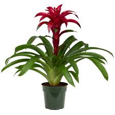 Pretty in pink, and red, and white, this flowering houseplant can be fussy but is well worth the gardening challenge. 31 Best Low Light Indoor Plants And How To Care For Them Architectural Digest