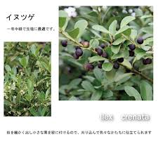 イヌツゲ 高さ約50ｃｍ