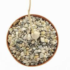 Image result for Raphionacme lanceolata