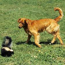 Mix 2 parts water with 1 part apple cider vinegar. De Skunk Your Dog