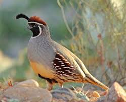Birds Of Arizona Desert Gambel S Quail Callipepla Gambelii Male Colorful Birds Animals Hot Desert