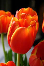 After the flowers fade, the fruit arrives. Orange Tulip Amazing Flowers Beautiful Flowers Orange Flowers