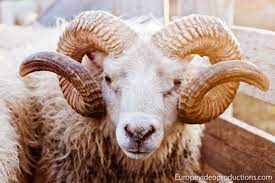 Photo Icelandic Ram Eythor Male Icelandic Sheep Ram With Horns