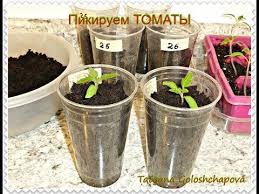 можно ли сажать помидоры по два в лунку видео Kak Pravilno Pikirovat Rassadu Super Sposob Pikirovki Tomatov Sekrety I Sovety Pikirovki Pomidor Youtube Planter Pots Planters Pot