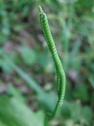 Image result for Ophioglossum reticulatum