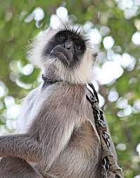 Choose from 6 pictures in our northern plains gray langur collection for your wall art or photo gift. Northern Plains Gray Langur Wikipedia