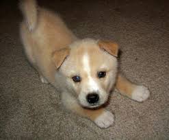 Black And Tan Shiba Inu Dachshund Mix Shiba Inu Corgi Mix Puppies For Sale Zoe Fans Blog Corgi Mix Corgi Mix Puppies Corgi