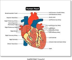 Human anatomy labeling worksheets tag anatomy muscle. Free Art Print Of Human Heart Muscle Structure Anatomy Diagram Human Heart Muscle Structure Anatomy Diagram Infographic Chart Diagram With All Parts Outside View Right Left Atrium Ventricle Aorta Artery Vein Supply
