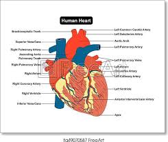 Printable anatomy charts was created by combining each of gallery on printable, printable is match and guidelines that suggested for you, for the exactly aspect of printable anatomy charts was 1920x1080 pixels. Free Art Print Of Human Heart Muscle Structure Anatomy Diagram Human Heart Muscle Structure Anatomy Diagram Infographic Chart Diagram With All Parts Outside View Right Left Atrium Ventricle Aorta Artery Vein Supply