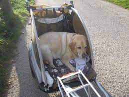 To see photos and videos that disappear after 24 hours, sign up. Barney In His Bike Trailer On The Way Into Padstow Picture Of Camel Trail Cycle Hire Wadebridge Tripadvisor