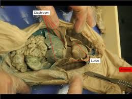 13 3 Reading Fetal Pig Dissection Biology Libretexts