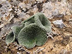 Image result for Eriospermum cecilii