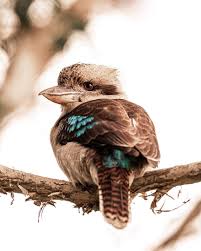 While Traveling Australia You Soon Get To Know To The Beautiful Kookaburra The Laughing Bird Australian Wildlife Bird Animals Wild
