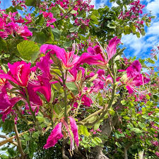 Image result for Bauhinia macrantha