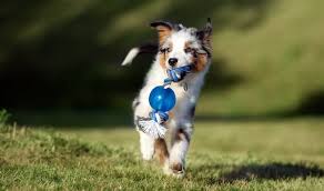 How much does a mini australian shepherd cost? Mini Australian Shepherd Guide Puppies Popularity Size More Marvelous Dogs
