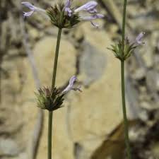 Image result for Indigofera monantha