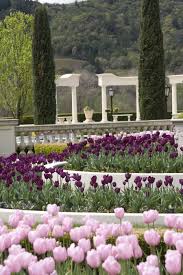 This gorgeous destination features five acres of diverse gardens that, in 1987, took 16 months just to plan and complete the initial planting. Tulips On Display At Ferrari Carano Vineyards And Winery Dry Creek Valley Sonoma County California Wine Country California Sonoma Wineries Winery