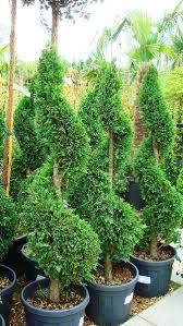 You may decide to give up one of these features to grow a plant that has another quality you admire, such as being scented or easy. Conifer Topiary Plants Buy Online Uk Leyland Cypress Spirals