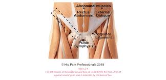 As you can see from the diagram to the right, there are many muscles and . Groin Pain Structures And Conditions That Can Contribute To Groin Pain