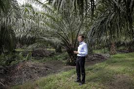 In 1905 harrisons and crosfield, a british tea and coffee trading company purchased several small estates in malaysia for £50,000 and amalgamated them to form the golden hope rubber estate. I M No Orangutan Killer Says Ceo Trying To Fix Palm Oil