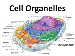 Grade 8 students get a worksheet where they can compare themselves with cell organelles through metaphor. Cell Organelles Biology Quizizz