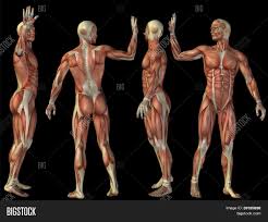 The thoracic segment of the trunk, the abdominal segment of the trunk, and the perineum. High Resolution Image Photo Free Trial Bigstock