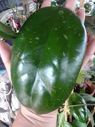 Hoya Joy