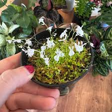 Image result for Utricularia scandens