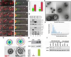 The torch igm antibodies combo test is a rapid chromatographic immunoassay for the qualitative detection of igm antibodies to toxoplasma gondii. Frontiers Herpes Simplex Virus Alzheimer S Disease And A Possible Role For Rab Gtpases Cell And Developmental Biology