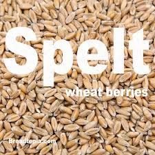 Spelt Berries Breadtopia