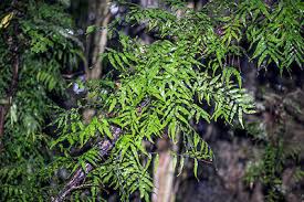 Image result for Arthropteris