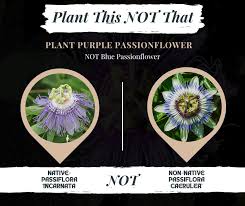 Image result for Passiflora caerulea