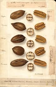 Image result for Carya illinoinensis