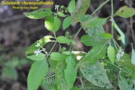 Image result for Solanum chenopodioides
