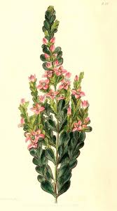Image result for Toddalia crenulata