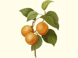 Image result for Prunus persica