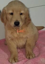 Golden retriever puppies are the ultimate family dogs. Golden Retriever Puppies For Sale New Haven Indiana Retriever Puppy Golden Retriever Puppies For Sale