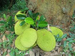 Jackfruit (artocarpus heterophyllus) is one of the most remunerative and important fruits of india.it belongs to the family moraceae. Jackfruit Facts Health Benefits And Nutritional Value