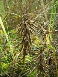 Image result for Pseudovigna