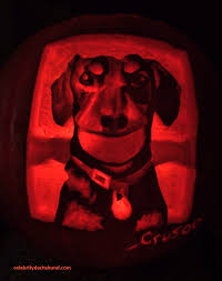 Bought the last pumpkin carving kit from micheal's craft store… (lucky!) was somewhat on schedule :p had a few ideas but settled on this impromptu one, started with the smaller pumpkin. Superdog Photo Contest Dachshund Halloween Costumes Hallowiener