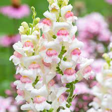 We did not find results for: Snapdragon Potomac Appleblossom F1 Antirrhinum Majus Seeds Select Seeds