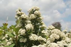Image result for Spiraea