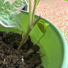 Image result for Ipomoea albivenia