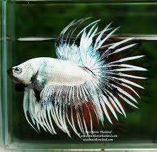 Black And White Betta Fish For Sale Nice Betta Thailand Co Ltd Betta Fish For Sale Siamese Fighting Fish Betta Fish Breeding Betta Fish Betta