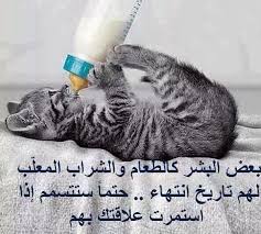 Pin By On Arabic Quotes Funny Cute Cats Funny Cat Memes Cat Memes
